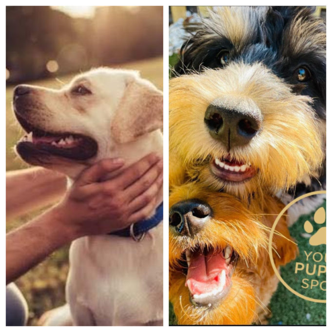 A Closer Look at PuppySpot – Is This the Right Place to Find Your New Puppy?